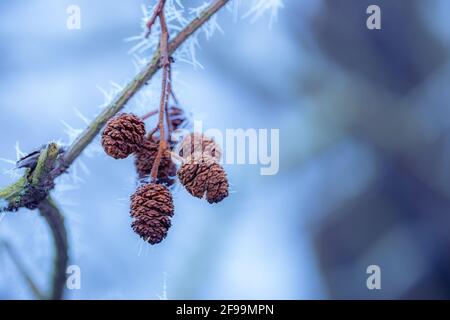 White prickly sharp frosty frost on the branches of trees. Winter day closeup, artistic background. Winter cold frozen nature macro, pastel colors Stock Photo
