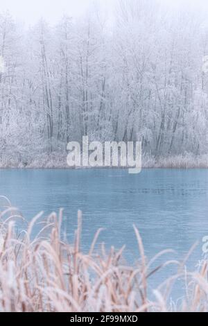 Forest lake in snowfall. Relaxing panoramic winter landscape of a forest lake. idyllic seasonal nature background. white trees and frozen lake water Stock Photo