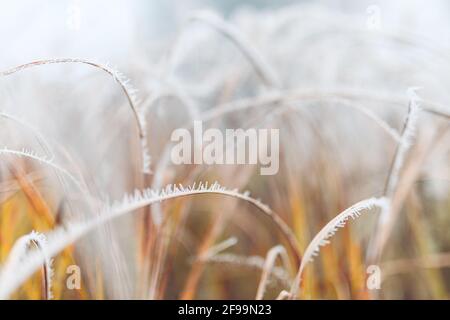 Frosty winter nature abstract closeup with blurred background. Frozen winter foliage, cold weather, seasonal natural closeup forest details Stock Photo