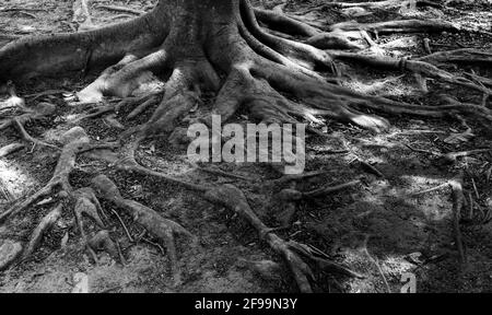 A grayscale shot of the tree roots on the forest ground Stock Photo - Alamy