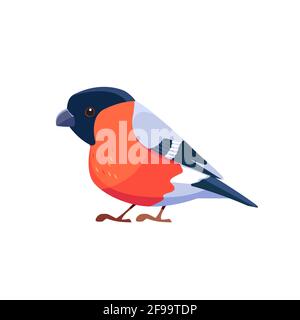 Bullfinch is a passerine bird in the finch family, Fringillidae. Scientific name Pyrrhula pyrrhula. Bird Cartoon flat style beautiful character of Stock Vector