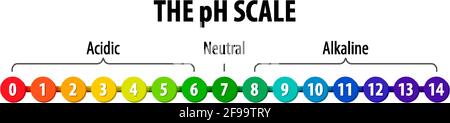 The pH Scale diagram on white background illustration Stock Vector