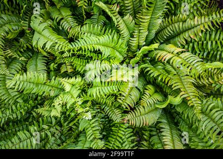 Tropical green fern leaves in bright tone. Abstract nature green leaves bush pattern in dark color tone. Stock Photo