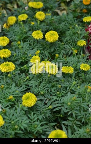 Yellow marigold flowers and leaves. Stock Photo
