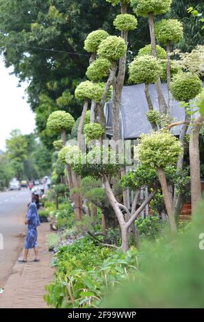 The trees have bright green leaves and rounded tips on the side of the road. Stock Photo