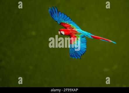 Flying red and green macaws in South Pantanal/Brazil Stock Photo