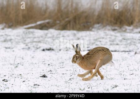 Running brown hare on a snow-covered field, winter, Hesse, Germany Stock Photo