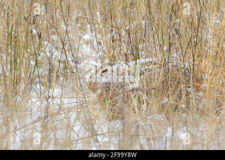 Brown hare (Lepus europaeus) resting in a snow-covered meadow, winter, February, Hesse, Germany Stock Photo
