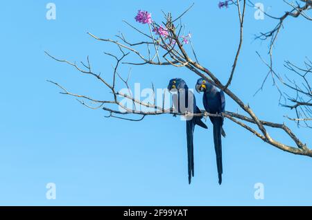 Pair of Hyacinth Macaws sitting on a branch with purple flowers Stock Photo