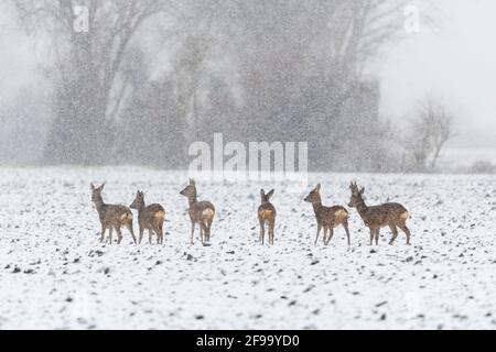 Roe deer (Capreolus capreolus) in heavy snowfall on a field, winter, Hesse, Germany Stock Photo