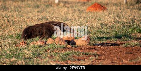 Verschrikking Nadenkend Ophef Giant Anteater looking into the camera - taken with wide angle lens Stock  Photo - Alamy