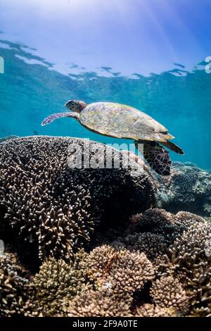 A Hawksbill Turtle glides over a coral reef in Wasini, Kenya. Stock Photo