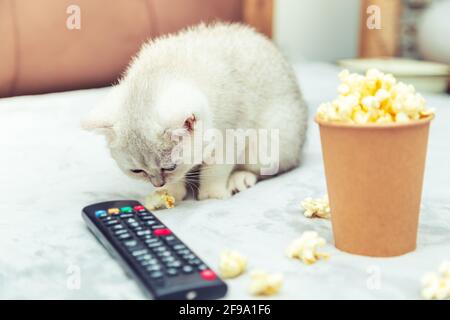White British kitten lies on the bed with a remote control and popcorn. Classic movie viewing. Stock Photo