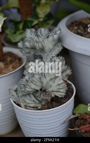 A candelabra spurge that grows in a white pot. Stock Photo