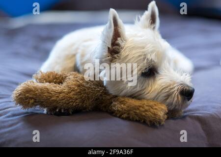 how long can a westie be left alone