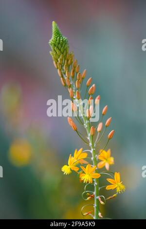 Selective focus of bulbine flowers grown in a field against a blurred background Stock Photo