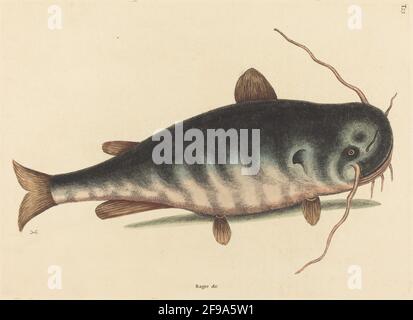 The Cat Fish (Silurus catus), published 1754. Stock Photo