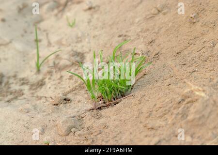 selective focus of Growing small organic fennel plants in the field, India Stock Photo