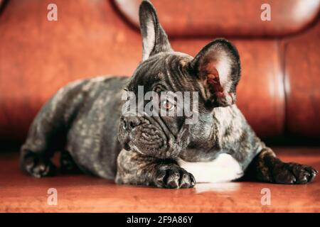 Young Small Black French Bulldog Dog Puppy Lying On Sofa. Funny Dog Baby With Beautiful Black Snout Eyes Bulldog Puppy Dog. Adorable Bulldog Puppy Stock Photo