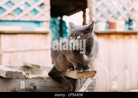 Russian Blue Cat Kitten With Green Eyes Sitting On Wooden Board In Old Village Rustic Yard. Russian Blue Cat Kitten Stock Photo