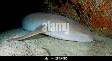 The Indo-Pacific nurse shark (Nebrius ferrugineus) (English: tawny nurse shark) is a shark that can be found in the Red Sea area to South Africa, Australia and the Society Islands at depths between 1 m and 40 m. Stock Photo