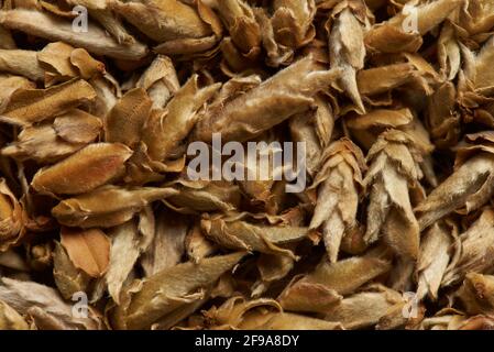 Germinate green tea as a background. Stock Photo