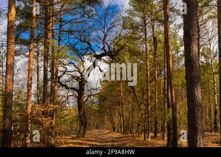 Forest road in winter in germany, Old oak tree that grows bent across the path Stock Photo