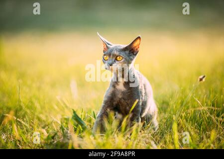 Funny Young Gray Devon Rex Kitten Resting In Green Grass. Short-haired Cat Of English Breed Stock Photo