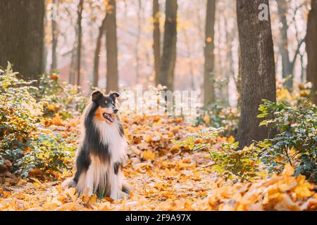 Tricolor Rough Collie, Funny Scottish Collie, Long-haired Collie, English Collie, Lassie Dog Sitting Outdoors In Autumn Day. Portrait Stock Photo