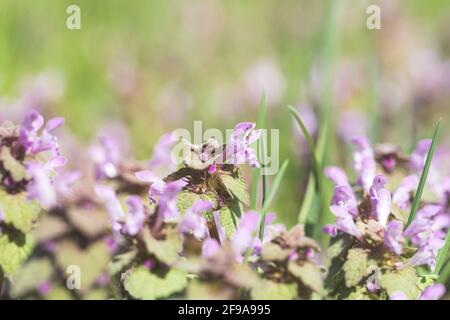 Violet Flowers Of Lamium Purpureum In Summer Field Meadow On Blurred Background Stock Photo