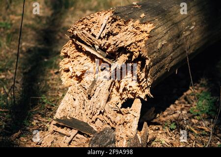Fallen Old Pine Tree Trunk. Windfall In Forest. Storm Damage. Fallen Tree In Coniferous Forest After Strong Hurricane Wind. Stock Photo