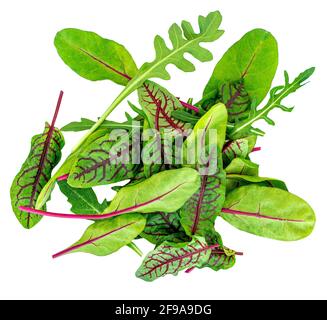 Healthy salad leaves mix isolated on white background.  Mixed Salad with Spinach, Chard, lettuce Top view. Flat lay Stock Photo