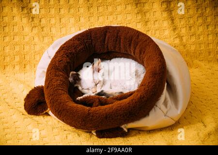 Funny Young Small Little White Devon Rex Kitten Kitty Sleeping Resting In Warm Bag Bed. Short-haired Cat Of English Breed On Yellow Plaid Background Stock Photo