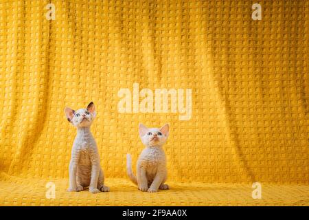 Two Funny Small Little White Devon Rex Kittens Kitty Cats On Yellow Plaid Background. Short-haired Cat Of English Breed. Shorthair Pet Cat Stock Photo