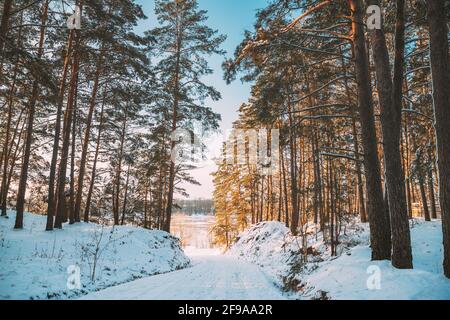 Country Road Through Snowy Winter Pine Forest. Winter Snowy Coniferous Forest Landscape. Beautiful Woods In Forest Landscape Stock Photo