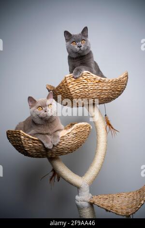 two curious 6 month old british shorthair kittens resting on scratching post together with copy space Stock Photo