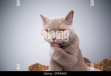 6 month old lilac british shorthair kitten sitting on scratching post grooming licking paw Stock Photo