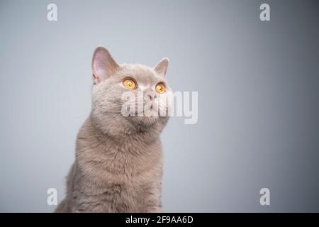 portrait of a 6 month old lilac british shorthair kitten on gray background with copy space Stock Photo