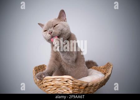 6 month old lilac british shorthair kitten sitting on scratching post grooming licking paw Stock Photo