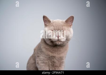 portrait of a 6 month old lilac british shorthair kitten with eyes closed on gray background with copy space Stock Photo