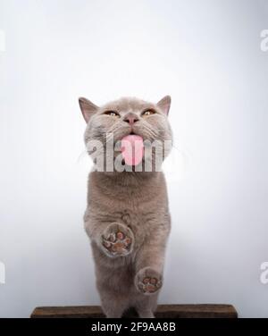 bottom view of 6 month old lilac british shorthair kitten licking window glass with copy space Stock Photo