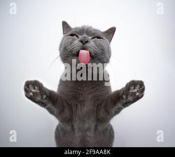 bottom view of 6 month old blue british shorthair kitten licking window glass with copy space Stock Photo