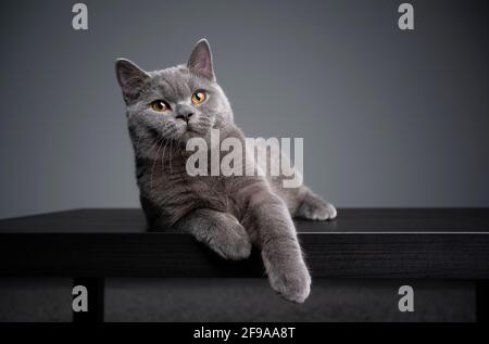 6 month old blue british shorthair kitten lying on front resting on wooden table looking curiously Stock Photo