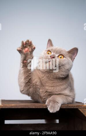 6 month old lilac british shorthair kitten playing raising paw with copy space Stock Photo