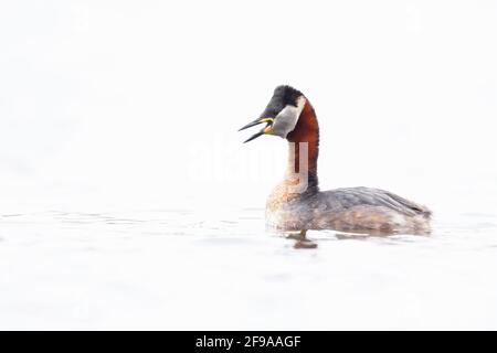 A red necked grebe (Podiceps grisegena) swimming in a lake in a high-key image. Stock Photo