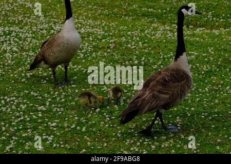 Canadian geese at public park when one female gives birth to six chicks and she and mate herd chicks and fend off an attacking hawk Stock Photo