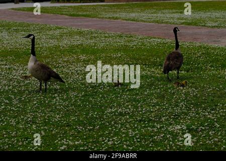 Canadian geese at public park when one female gives birth to six chicks and she and mate herd chicks and fend off an attacking hawk Stock Photo