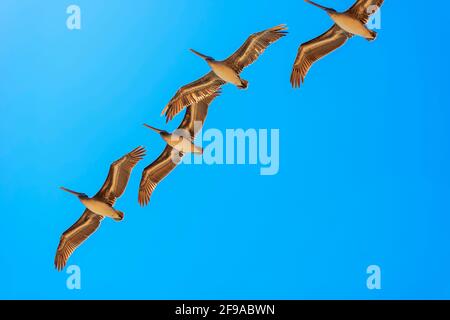 Brown Pelicans in flight, Orange County, California, USA, North America Stock Photo