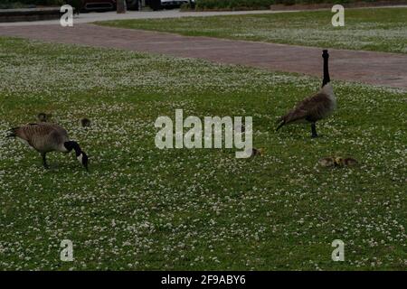 Canadian geese at public park when one female gives birth to six chicks and she and mate herd chicks and fend off an attacking hawk Stock Photo