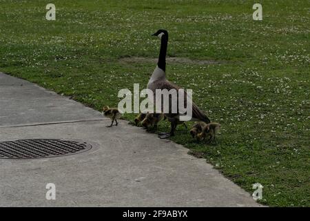 Canadian geese at public park when one female gives birth to six chicks and she and mate herd chicks and fend off an attacking hawk Stock Photo